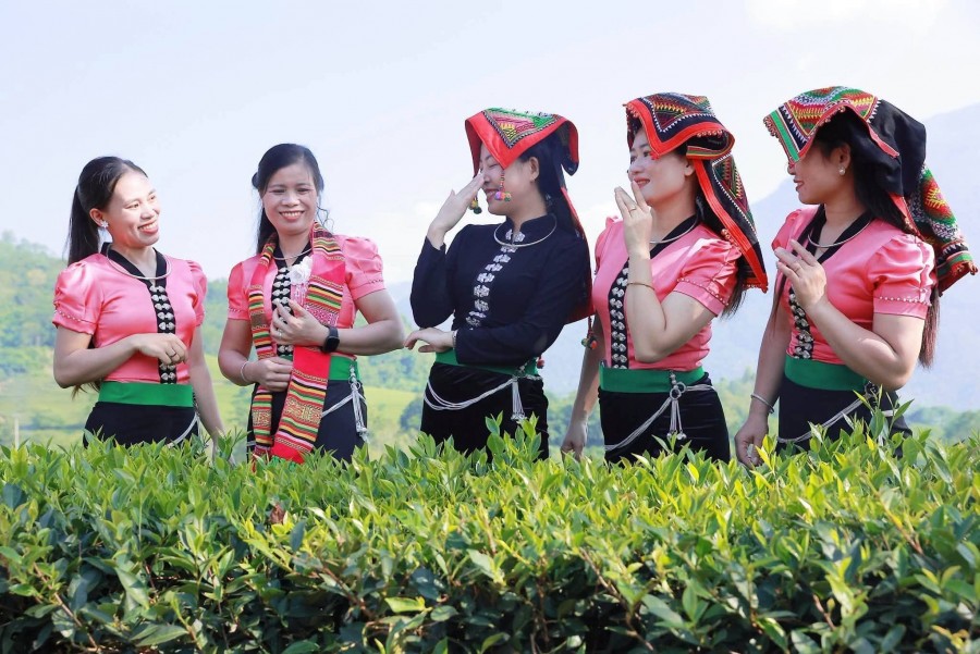 Đồi chè Liên Sơn – điểm hẹn xanh giữa miền sơn cước Lào Cai