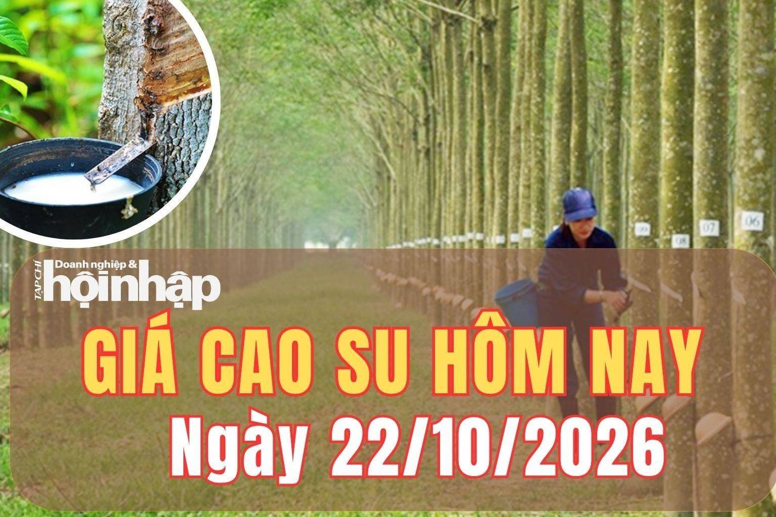 Giá cao su hôm nay 22/10/2026: Giá cao su trái chiều trên hai sàn lớn