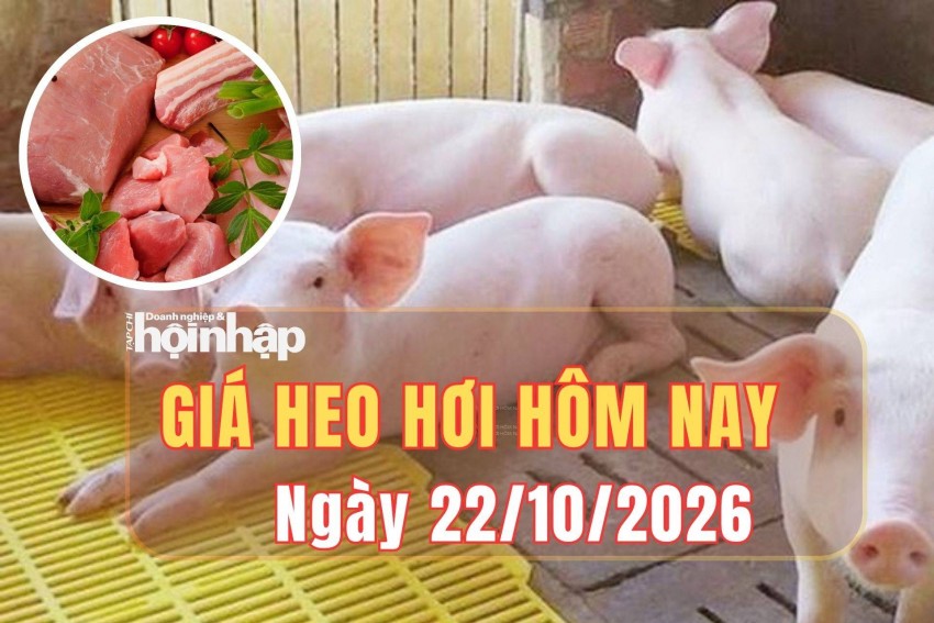 Giá heo hơi hôm nay 22/10 2026: Giá heo hơi giảm trên cả ba miền 