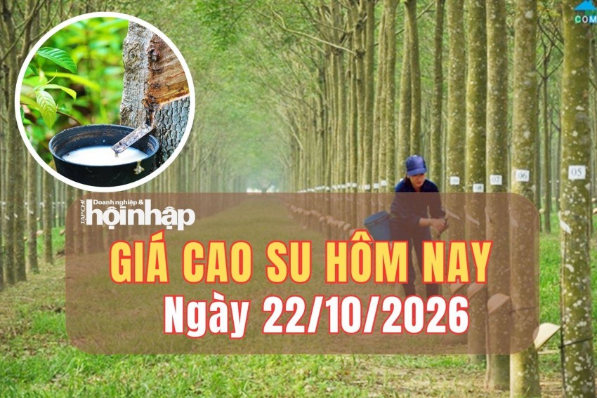 Giá cao su hôm nay 22/10/2026: Giá cao su trái chiều trên hai sàn lớn
