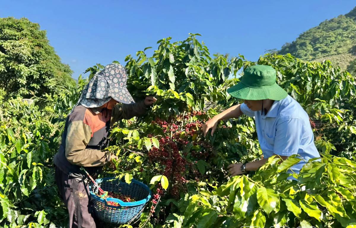 Điện Biên nâng chuẩn vùng cà phê, đáp ứng tiêu chuẩn EUDR