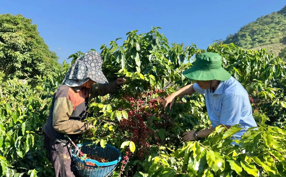 Điện Biên nâng chuẩn vùng cà phê, đáp ứng tiêu chuẩn EUDR