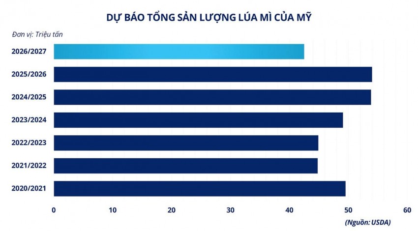 Lúa mì lao dốc: Cơ hội hay thách thức cho chuỗi cung ứng thức ăn chăn nuôi?