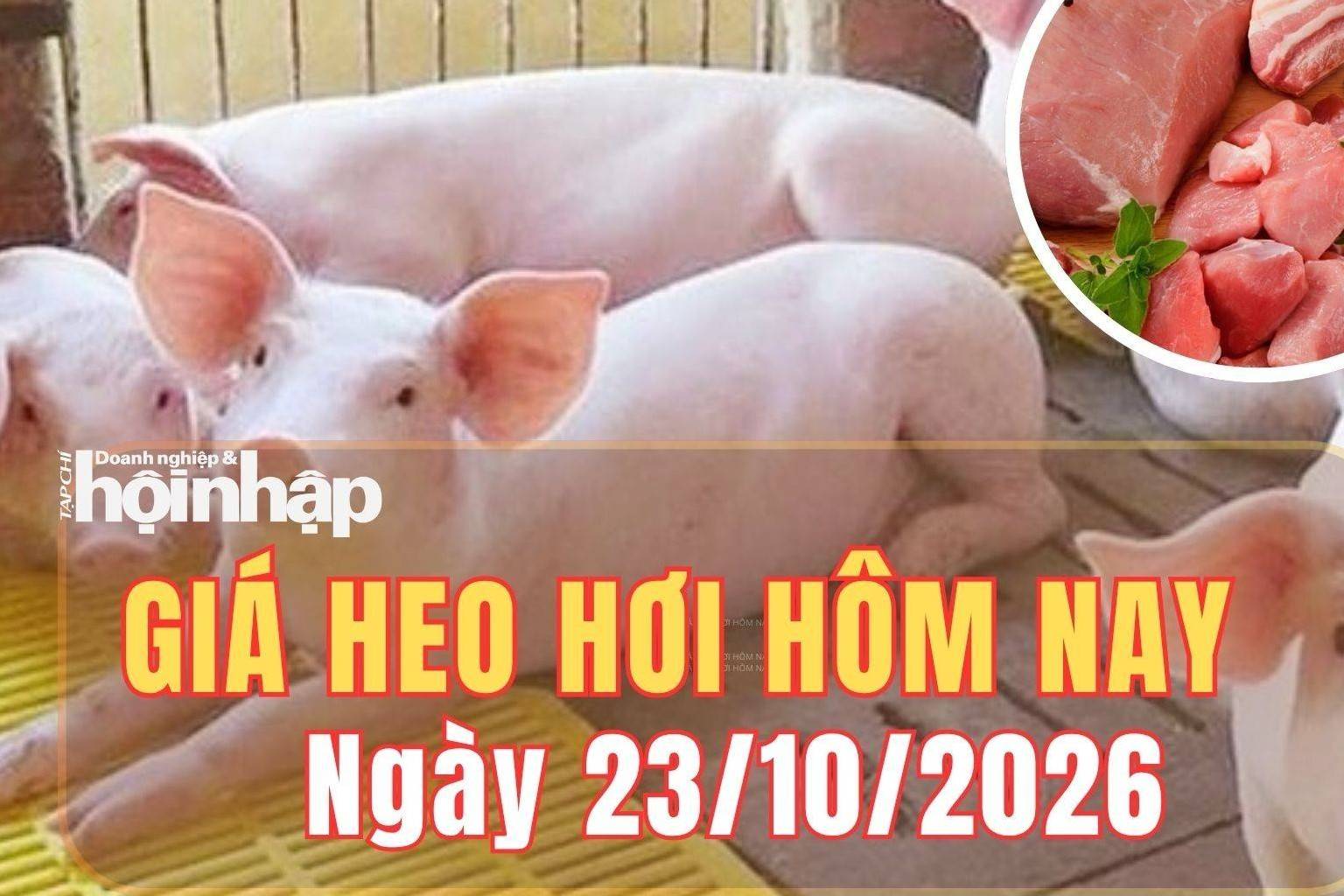 Giá heo hơi hôm nay 23/10/2026: Giá heo hơi giảm diện rộng, chạm đáy 46.000 đồng/kg