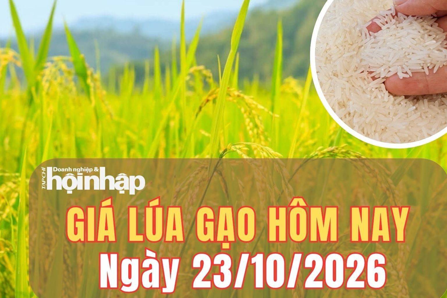 Giá lúa gạo hôm nay 23/10/2026: Giá lúa tăng giảm trái chiều