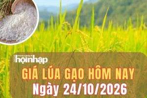 Giá lúa gạo hôm nay 24/10/2026: Giá lúa gạo trong nước đi ngang, gạo xuất khẩu Ấn Độ tăng giá