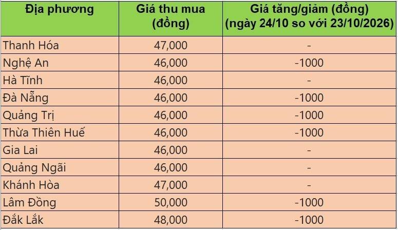 Bảng giá heo hơi tại miền Trung - Tây Nguyên hôm nay 24/10/2026