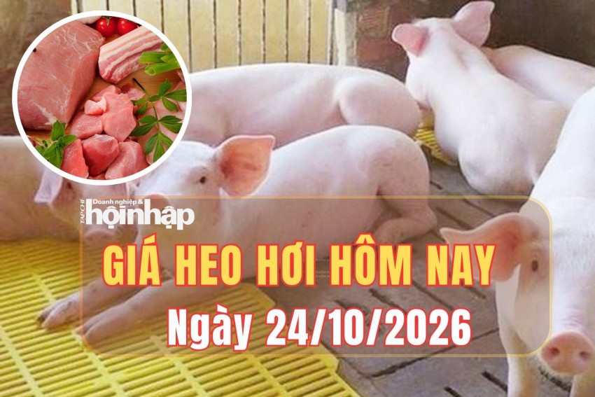 Giá heo hơi hôm nay 24/10 2026: Giá heo hơi tiếp tục giảm tại nhiều địa phương