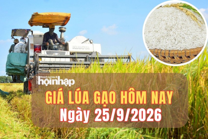 Giá lúa gạo hôm nay 25/10/2026: Giá lúa gạo tiếp tục ổn định, gạo Thái Lan chịu sức ép xuất khẩu