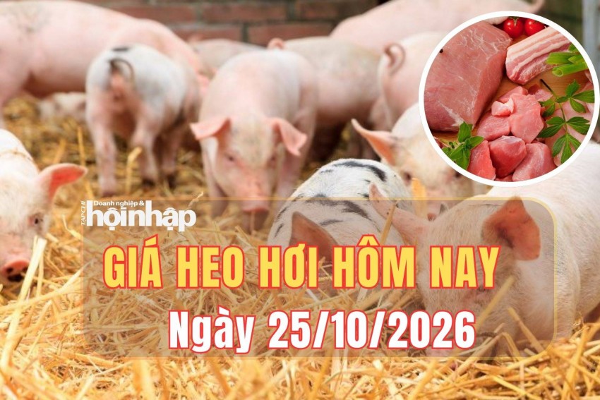 Giá heo hơi hôm nay 25/10 2026: Giá heo hơi ba miền cùng giảm, giá cao nhất còn 50.000 đồng/kg