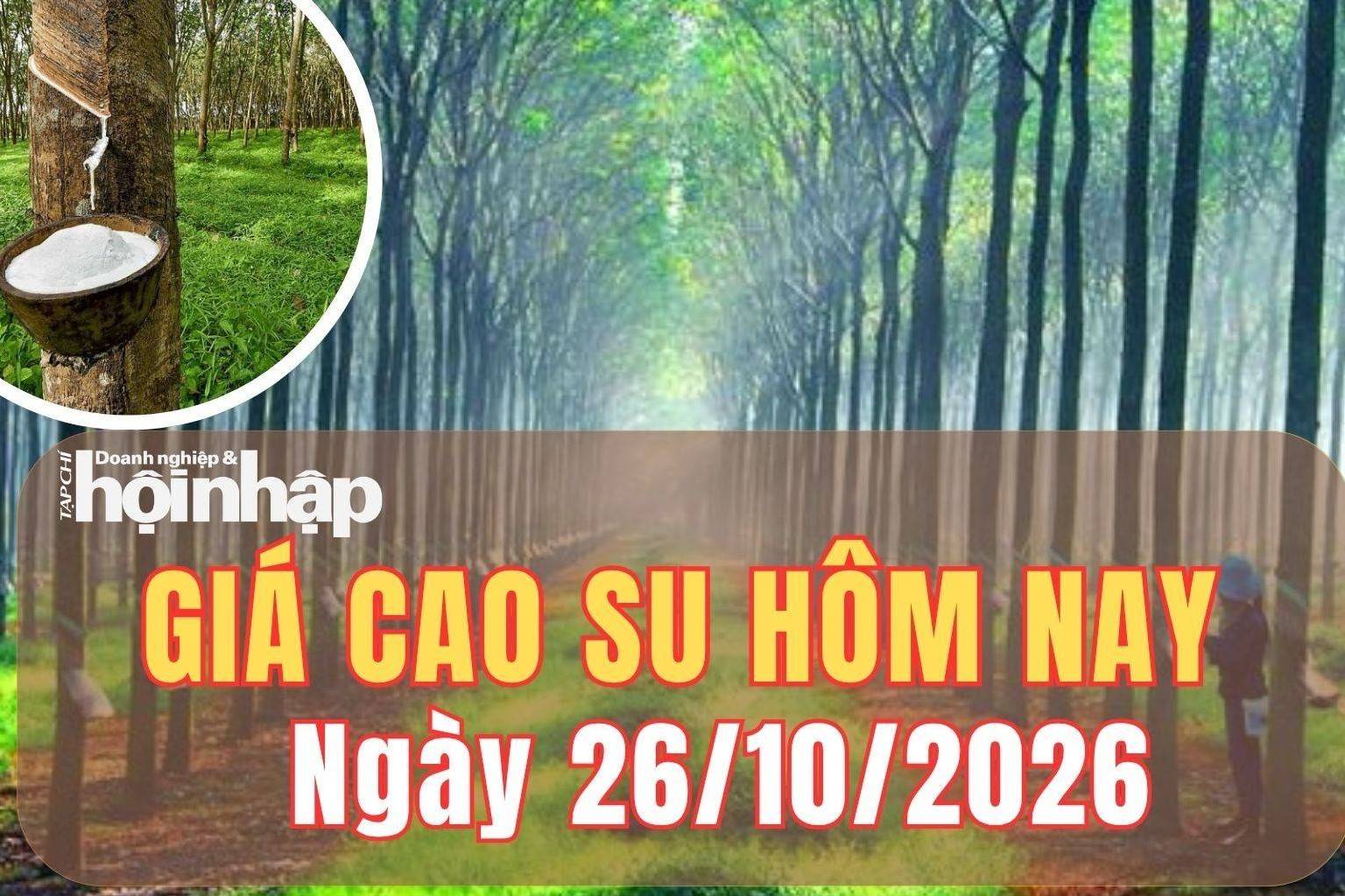 Giá cao su hôm nay 26/10/2026: Tuần qua, giá cao su thế giới trái chiều, trong nước bình ổn