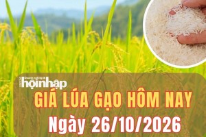 Giá lúa gạo hôm nay 26/10/2026: Giá lúa gạo bình ổn, Thái Lan tìm cách giữ thị trường xuất khẩu