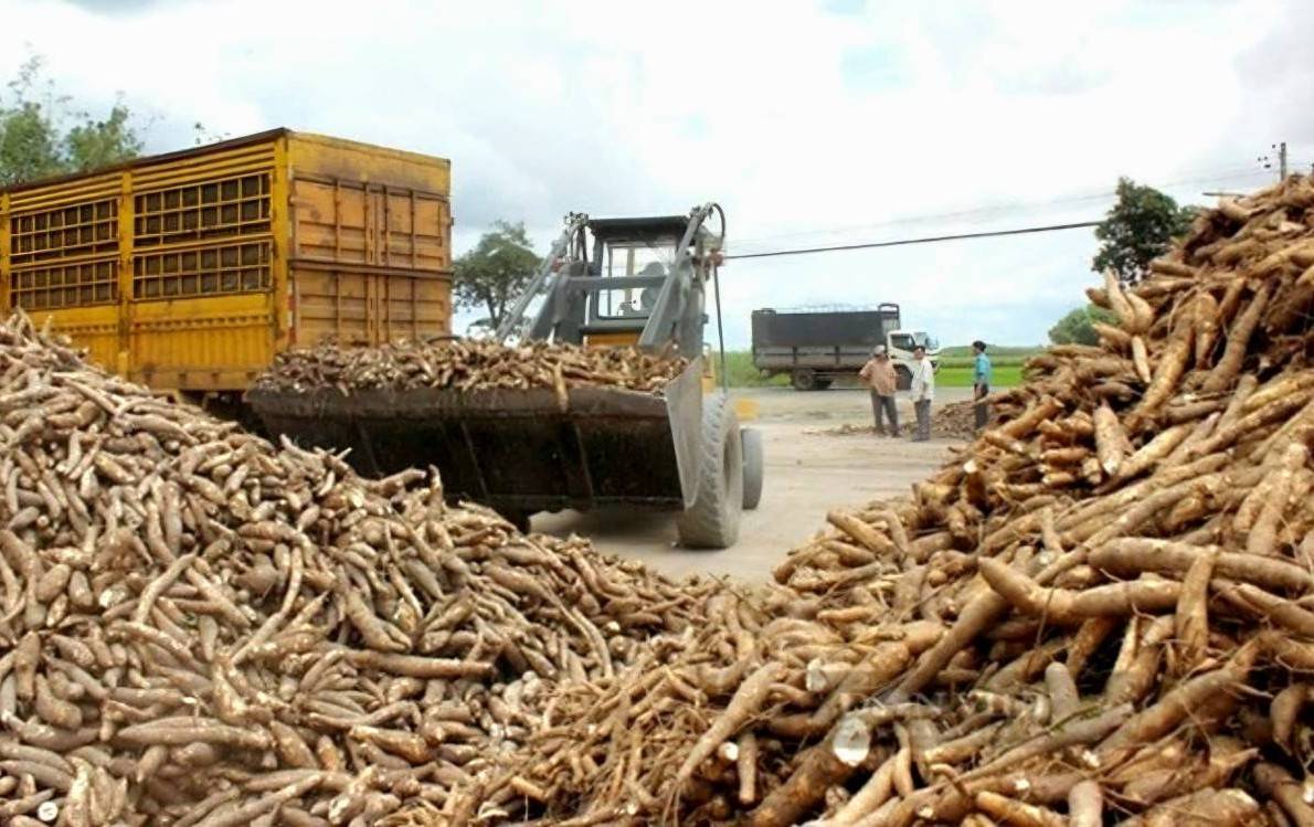 Sơn La gỡ khó nguồn nguyên liệu sắn cho doanh nghiệp chế biến