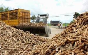 Sơn La gỡ khó nguồn nguyên liệu sắn cho doanh nghiệp chế biến