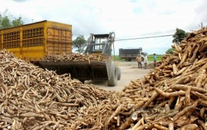 Sơn La gỡ khó nguồn nguyên liệu sắn cho doanh nghiệp chế biến