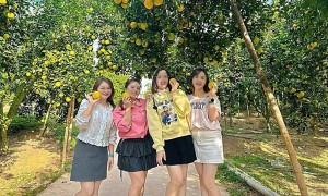 Bắc Ninh xây dựng vườn cây ăn quả thành điểm đến du lịch trải nghiệm