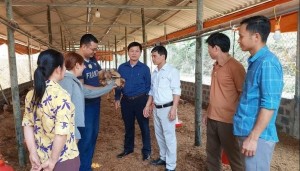 Chăn nuôi Lào Cai: Gắn phòng dịch với liên kết hộ dân, HTX và doanh nghiệp