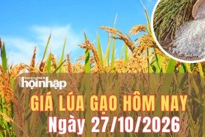Giá lúa gạo hôm nay 27/10/2026: Giá gạo nguyên liệu và phụ phẩm bật tăng