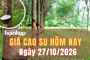 Giá cao su hôm nay 27/10/2026: Giá cao su RSS3 trái chiều, sàn SHFE đồng loạt giảm