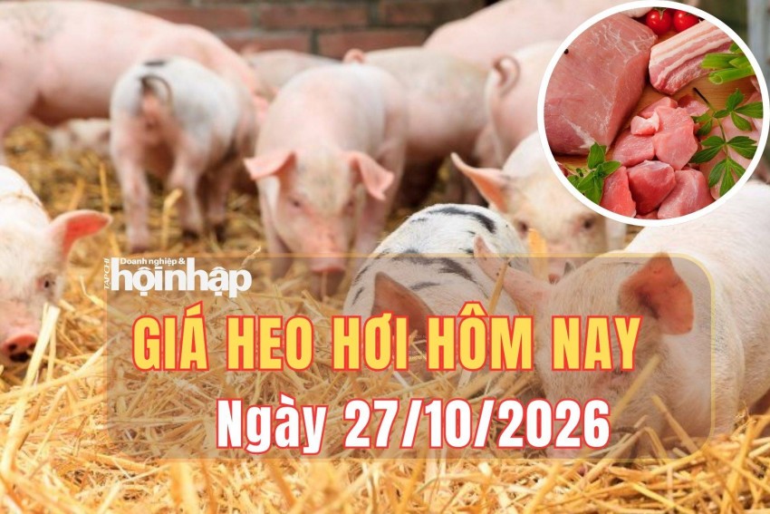 Giá heo hơi hôm nay 27/10/2026: Giá heo hơi tiếp tục giảm tại miền Bắc