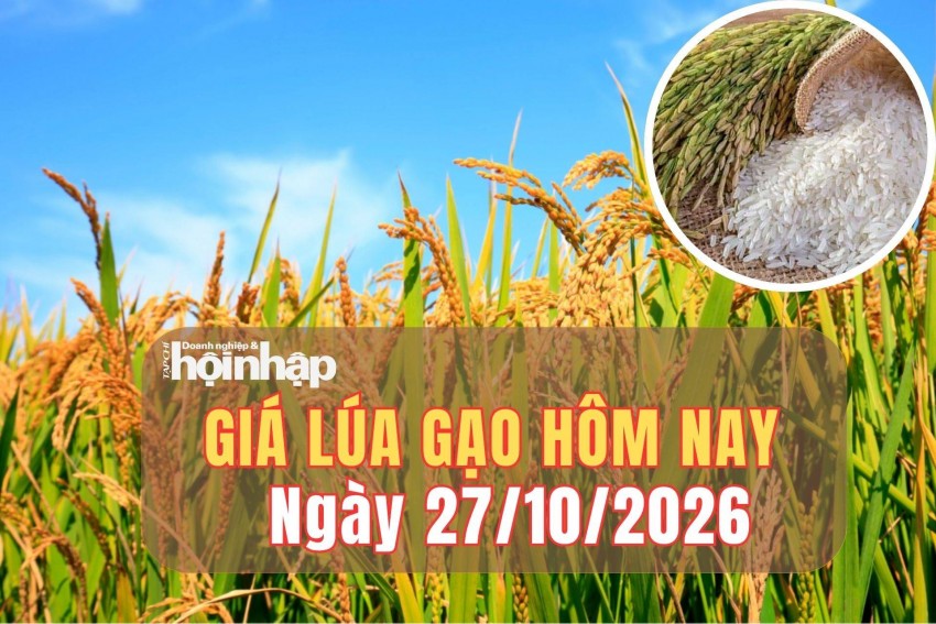 Giá lúa gạo hôm nay 27/10/2026: Giá gạo nguyên liệu và phụ phẩm bật tăng 