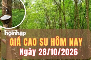 Giá cao su hôm nay 28/10/2026: Giá cao su trái chiều trên sàn SHFE và Tocom
