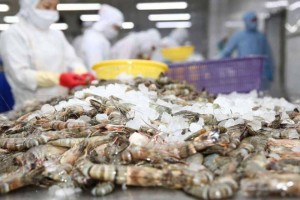 Thị trường tôm Nhật Bản: Giữ vững vị thế dẫn đầu nhờ lợi thế chế biến sâu