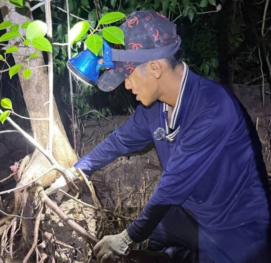 Bắt ba khía ở rừng ngập mặn vẹn biển Cà Mau