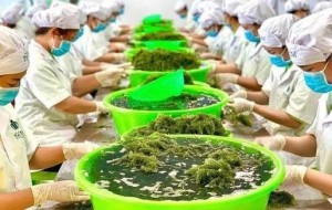 Mỗi xã một sản phẩm, giải pháp nâng cao năng lực cạnh tranh, phát triển thị trường cho sản phẩm OCOP thanh niên