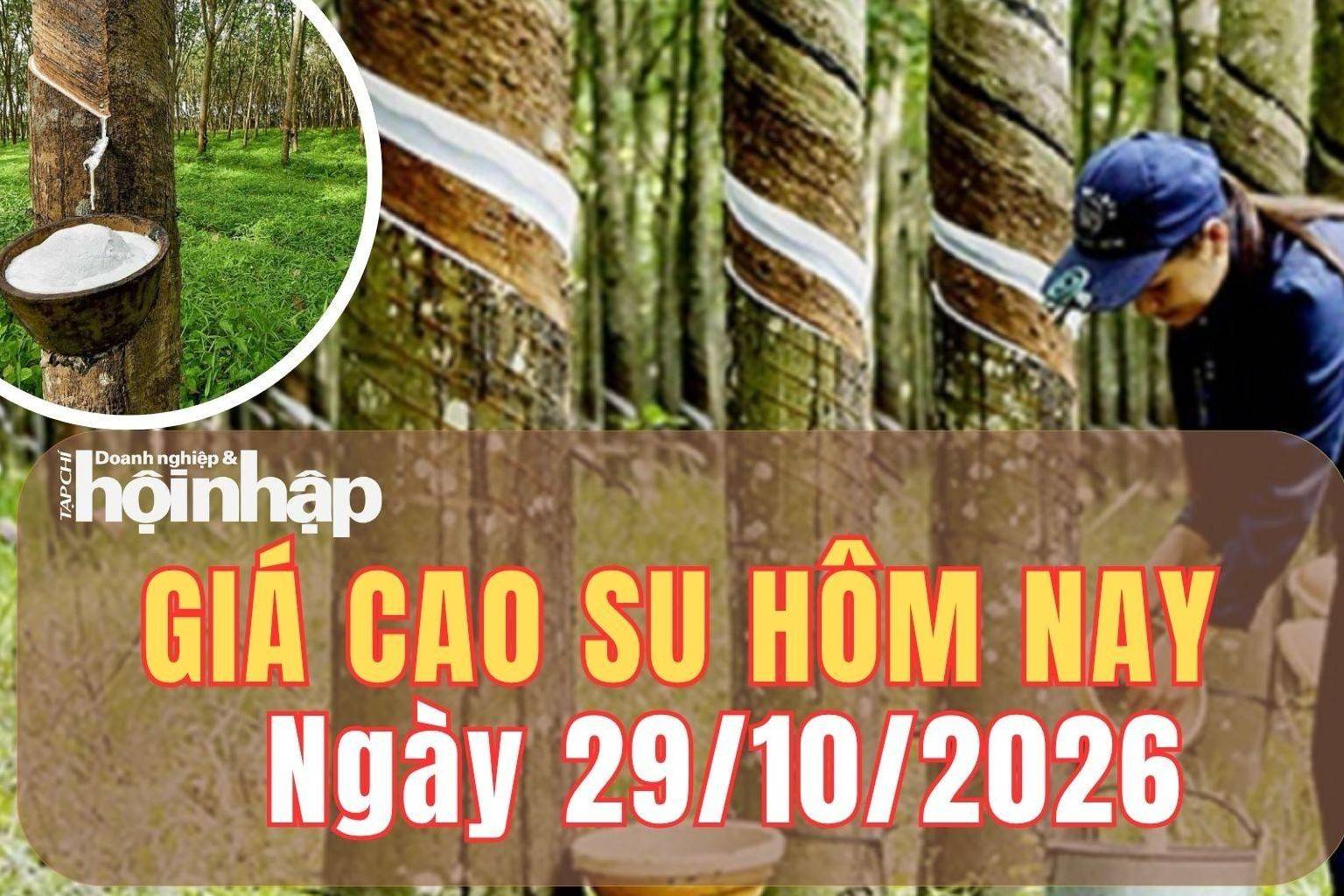 Giá cao su hôm nay 29/10/2026: Giá cao su trên sàn SHFE đồng loạt giảm