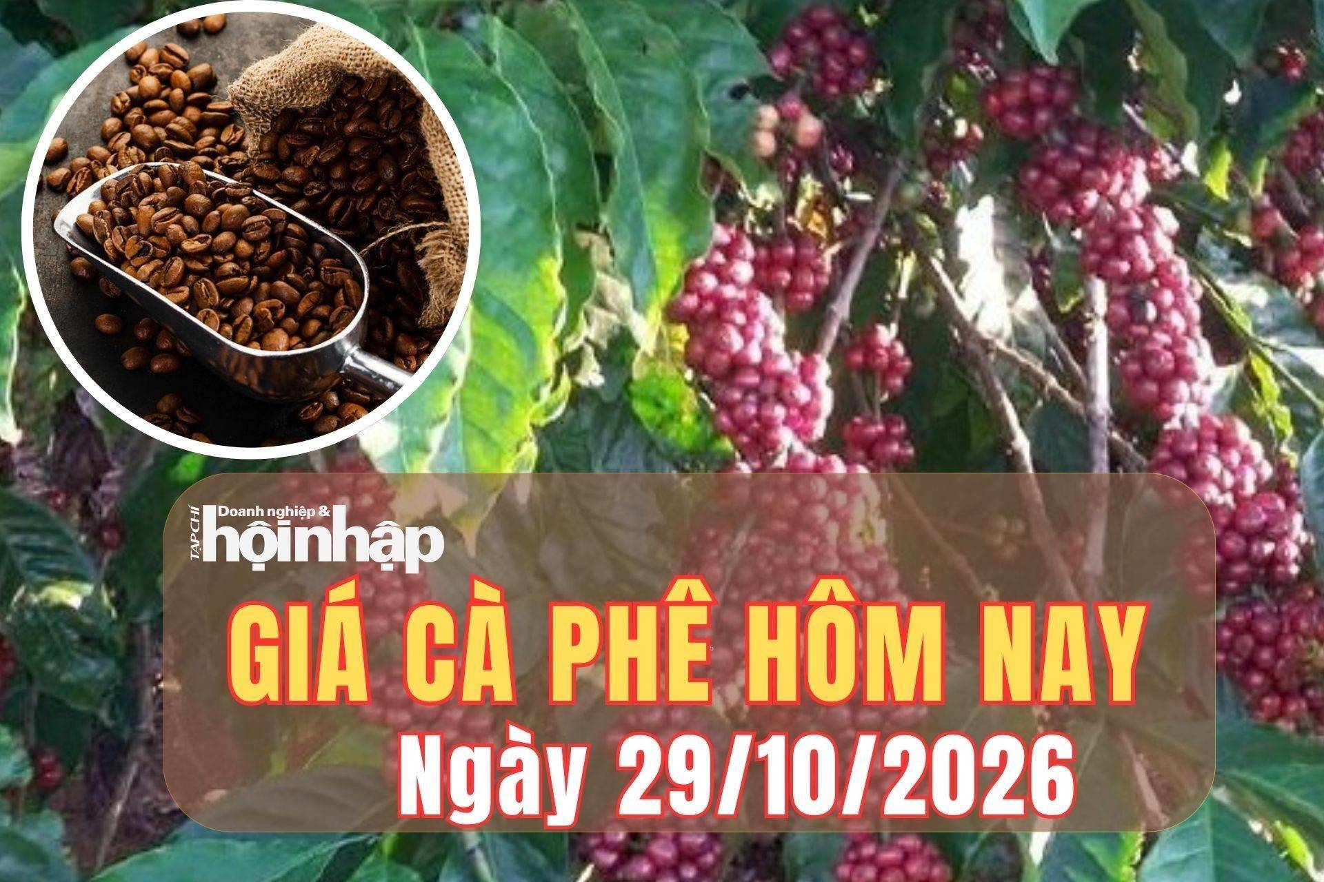 Giá cà phê hôm nay 29/10/2026: Giá cà phê trong nước và thế giới đồng loạt giảm