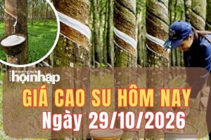 Giá cao su hôm nay 29/10/2026: Giá cao su trên sàn SHFE đồng loạt giảm