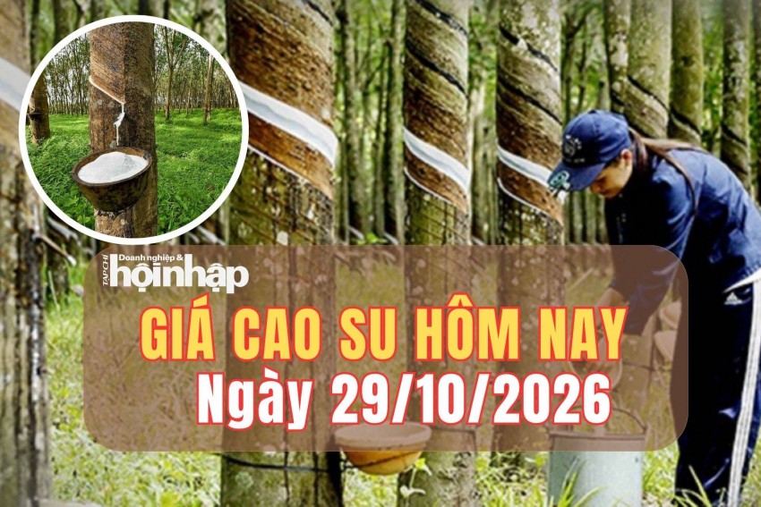 Giá cao su hôm nay 29/10/2026: Giá cao su trên sàn SHFE đồng loạt giảm