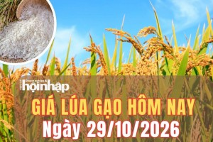 Giá lúa gạo hôm nay 29/10/2026: Giá lúa gạo trong nước và xuất khẩu ổn định