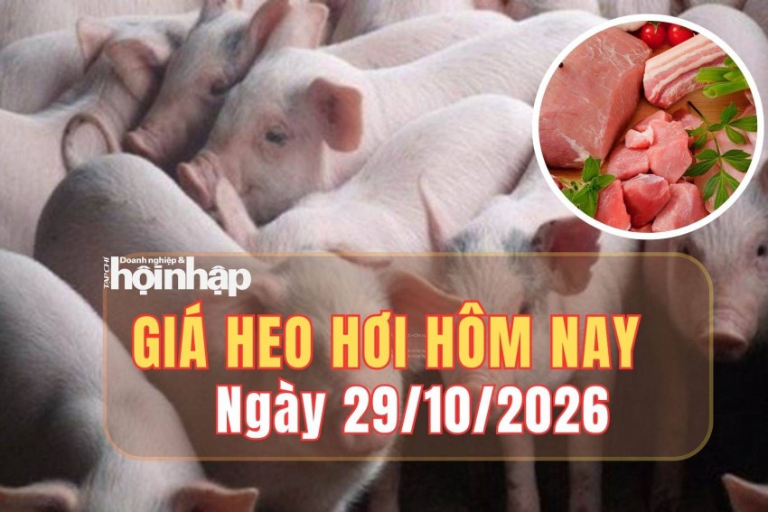 Giá heo hơi hôm nay 29/10/2026: Giá heo hơi tiếp tục giảm