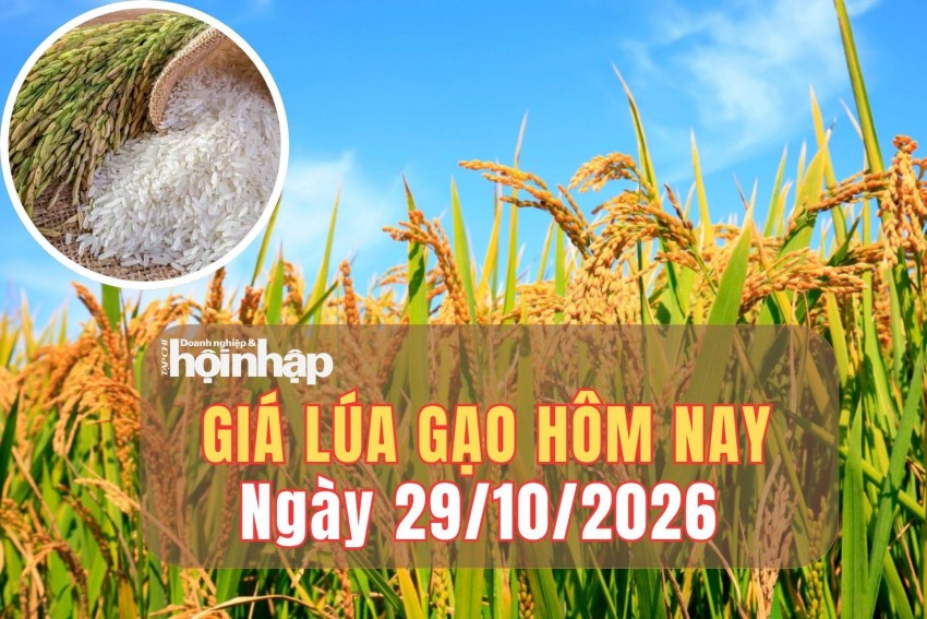 Giá lúa gạo hôm nay 29/10/2026: Giá lúa gạo trong nước và xuất khẩu ổn định