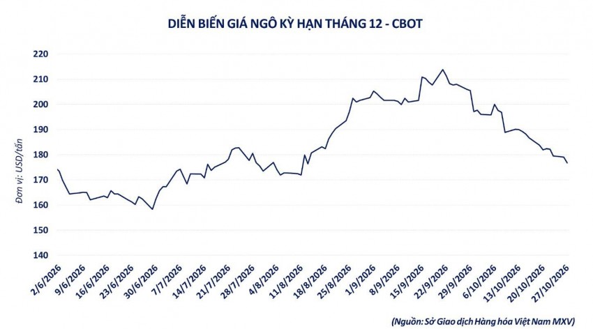 Ngô thế giới chạm đáy: Doanh nghiệp nội đối mặt áp lực xả hàng