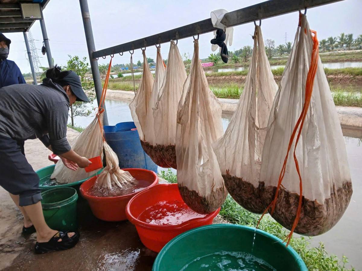 Lễ hội Rươi - Vĩnh Thuận 2026 lần thứ hai, với chủ đề “Về miền di tích, đón lộc phù sa”, sẽ diễn ra trong hai ngày 31/10 và 1/11/2026 tại Khu di tích lịch sử quốc gia Miếu Lác, thôn Lác, xã Vĩnh Thuận, thành phố Hải Phòng.