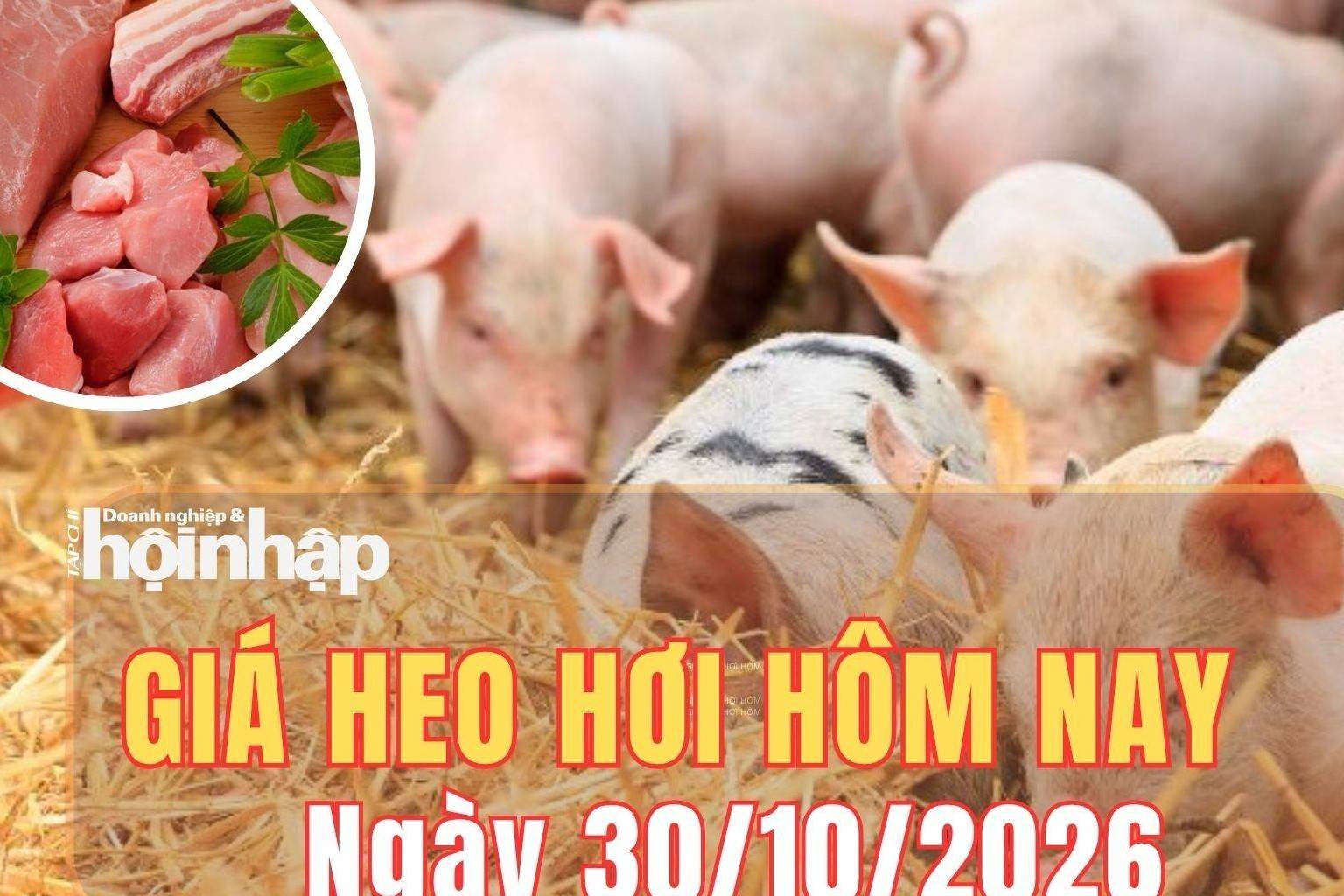 Giá heo hơi hôm nay 30/10/2026: Giá heo hơi miền Bắc giảm mạnh, Hà Tĩnh và Gia Lai chạm đáy 43.000 đồng/kg