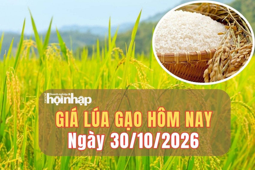 giá lúa gạo