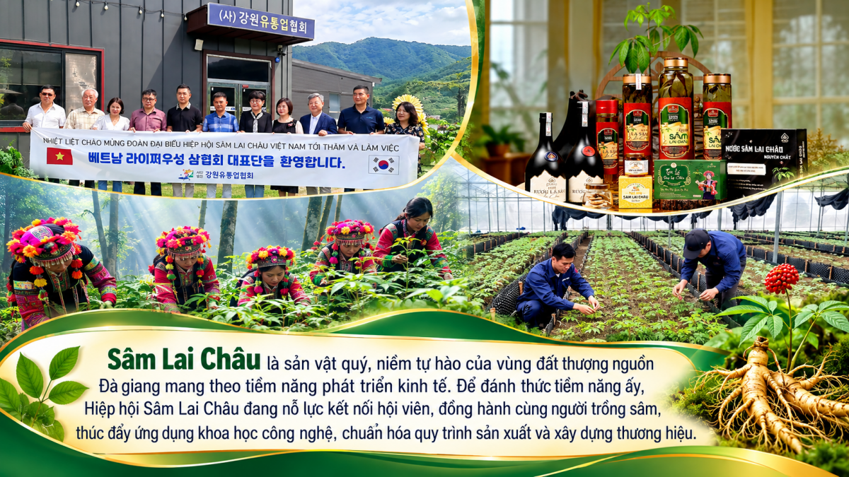 Hiệp hội Sâm Lai Châu: Kết nối nguồn lực, nâng tầm giá trị sâm quý