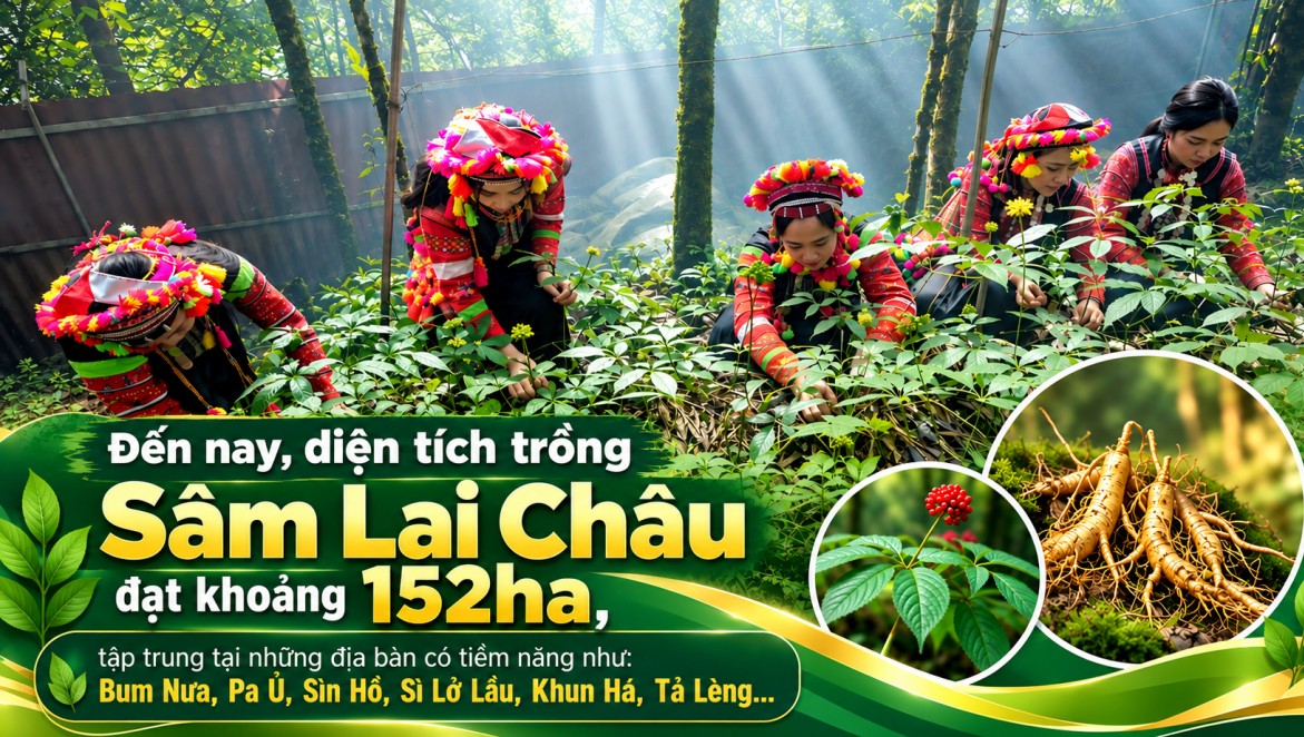 Hiệp hội Sâm Lai Châu: Kết nối nguồn lực, nâng tầm giá trị sâm quý