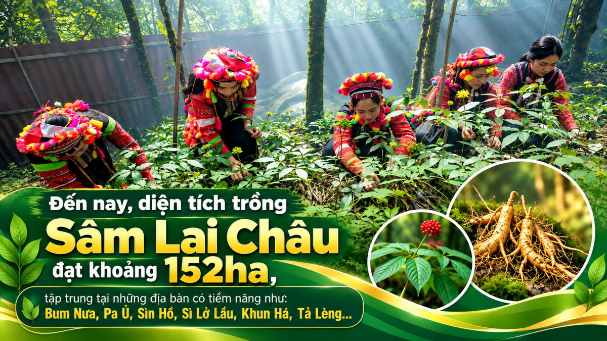 Hiệp hội Sâm Lai Châu: Kết nối nguồn lực, nâng tầm giá trị sâm quý