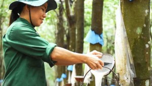 Giá cao su trượt giảm sâu dưới áp lực từ thị trường dầu mỏ và nhu cầu tiêu thụ ảm đạm