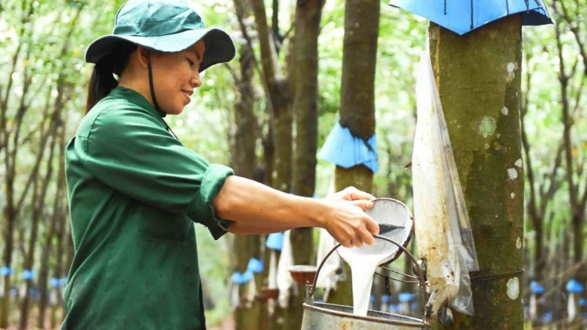 Giá cao su thế giới đồng loạt giảm trong phiên 29/10 khi giá dầu suy yếu, nhu cầu từ Trung Quốc ảm đạm và nguồn cung mùa vụ gia tăng tại Thái Lan