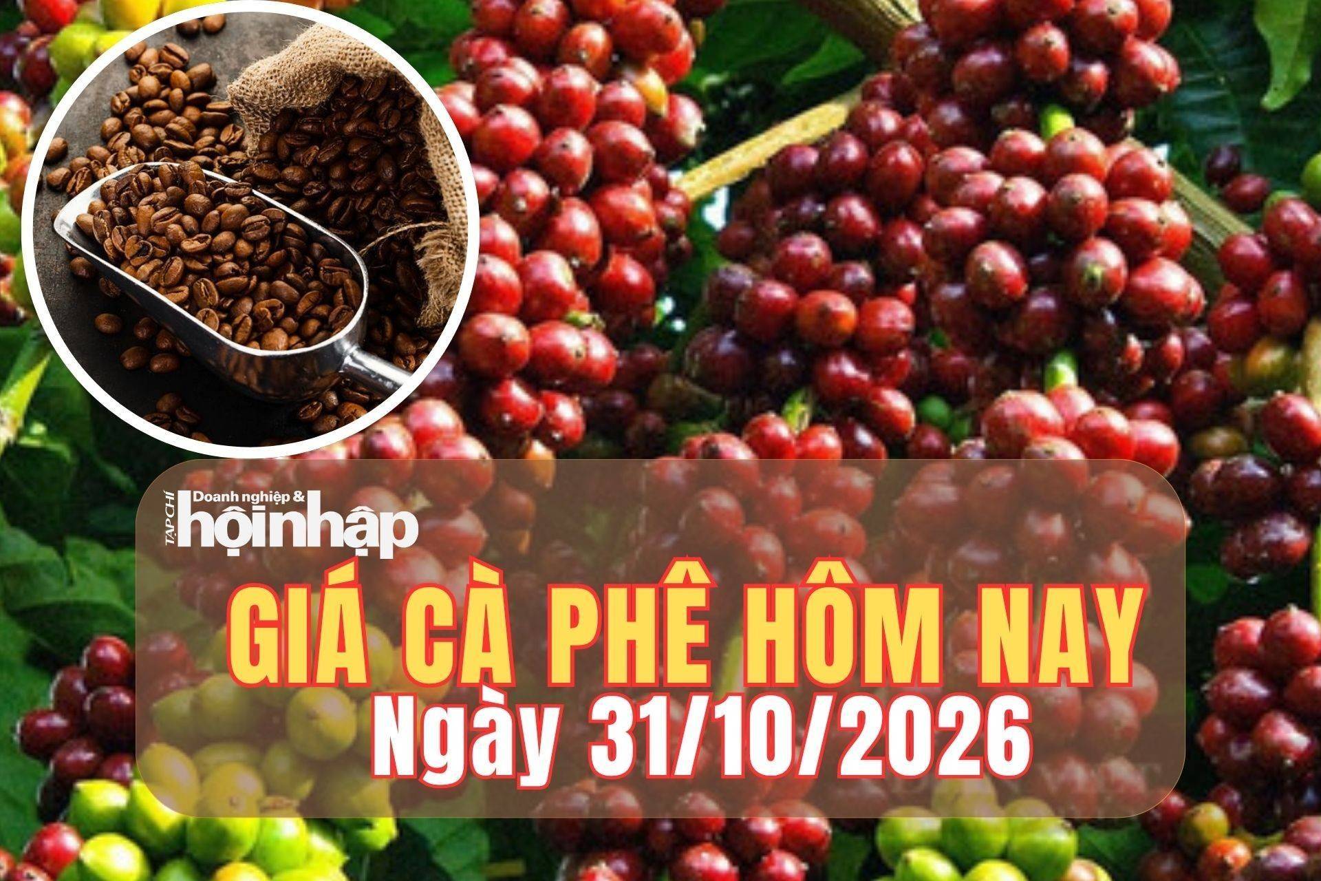 Giá cà phê hôm nay 31/10/2026: Giá cà phê trong nước giảm thêm 1.000 đồng/kg, robusta London đảo chiều tăng