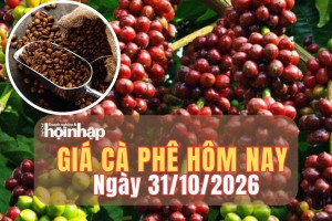 Giá cà phê hôm nay 31/10/2026: Giá cà phê trong nước giảm thêm 1.000 đồng/kg, robusta London đảo chiều tăng