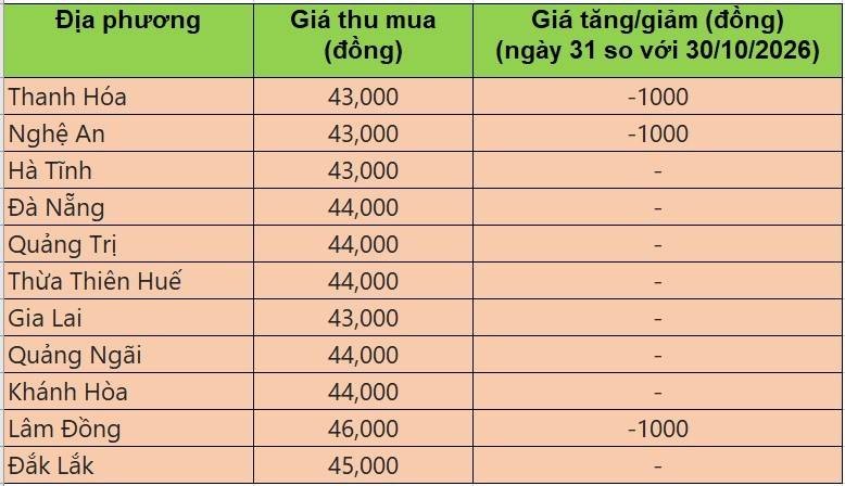 Bảng giá heo hơi tại miền Trung - Tây Nguyên hôm nay 31/10/2026