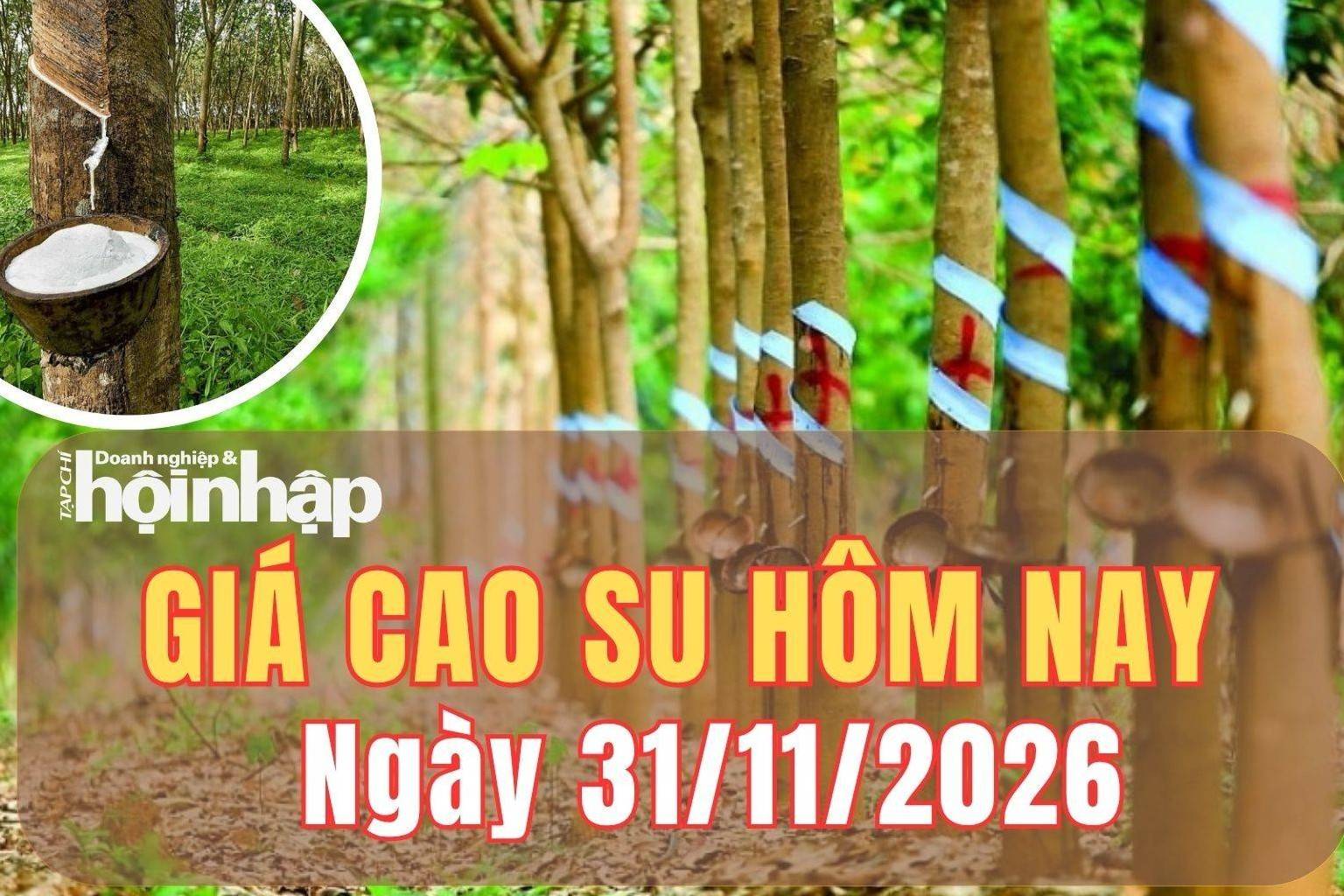 Giá cao su hôm nay 31/10/2026: Giá cao su RSS3 trên TOCOM giảm mạnh kỳ hạn tháng 12