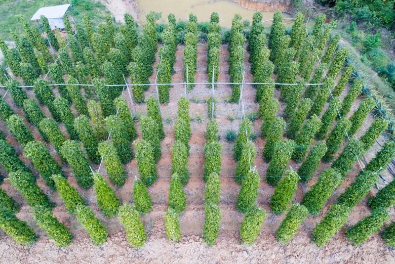 Hồ ti&amp;ecirc;u-đặc sản đảo ngọc (Ảnh: Thanh Cần)